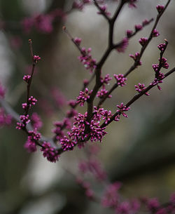 Close-up of pink flowers on branch