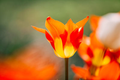 Close-up of orange flower blooming outdoors