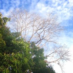 Low angle view of bare tree against sky