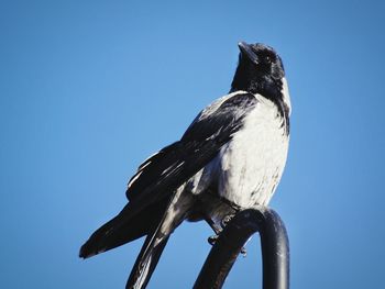 Low angle view of bird perching against clear blue sky