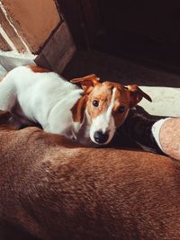 High angle portrait of dog resting on floor