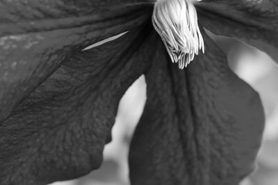 Close up of leaf