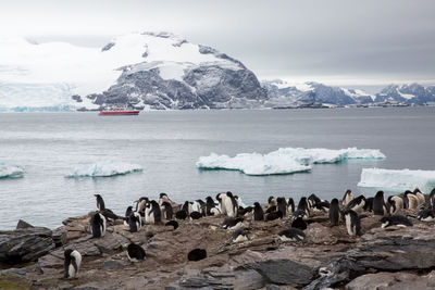 Penguins on rocky shore against mountains during winter