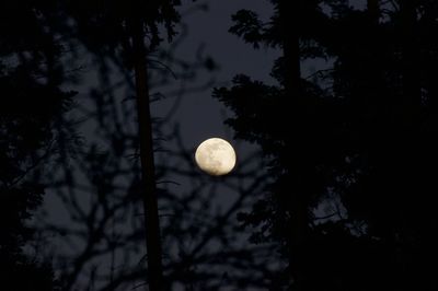 Low angle view of silhouette trees against sky at night