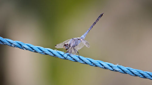 Close-up of insect on rope