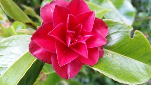 Close-up of red rose