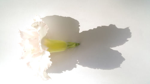 Close-up of flower over white background