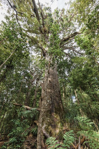 Low angle view of trees in forest