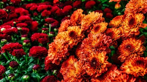 Full frame shot of red flowering plants