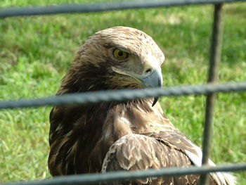 Close-up of eagle in cage