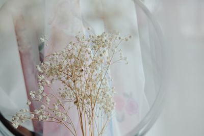 Close-up of white flowering plant