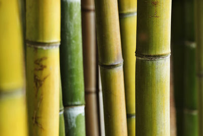 Bamboo forest ,colors from green to yellow 