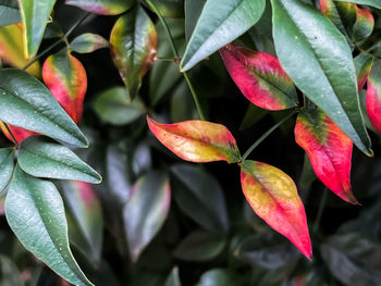 Close-up of leaves