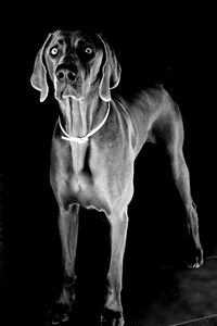 Portrait of dog against black background