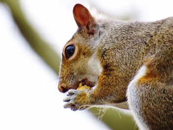 Close-up of squirrel