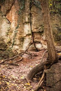 Close-up of tree trunk