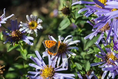 Close-up of butterfly pollinating on purple flower