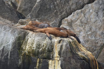 Low angle view of birds on rock
