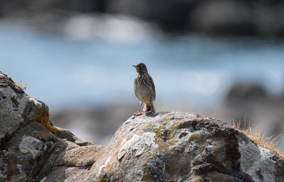 Pipit perching on rock