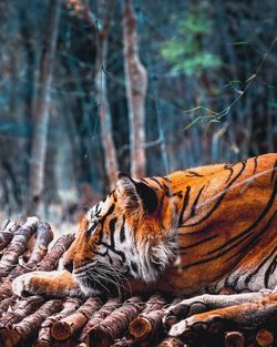 Close-up of tiger relaxing on wood against trees