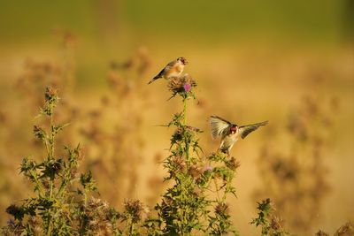 Bird flying in a flower