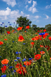 Close-up of poppies on field against sky