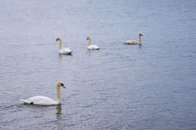 White swan family on the baltic sea coast in finland
