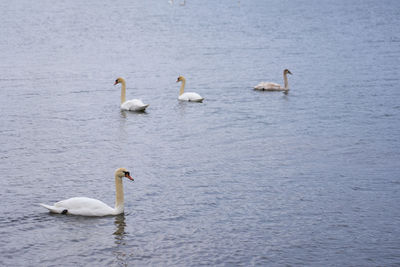 Swans swimming in lake