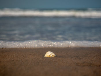 Close-up of shell on beach