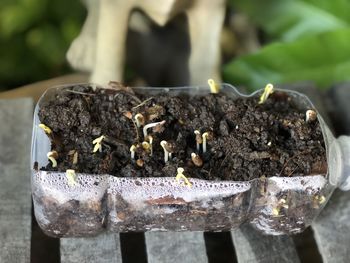 Close-up of seed in soil on table