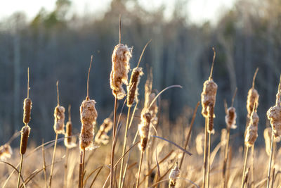 Close-up of plant on field