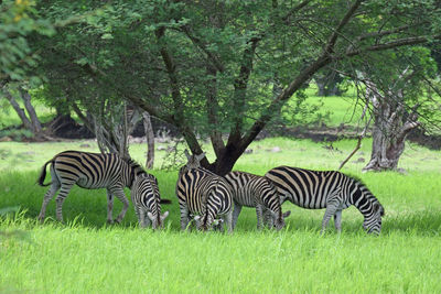 Zebra and zebras on field