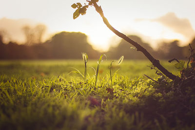 Close-up of plant growing on field at sunset