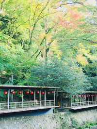 Train on bridge in forest