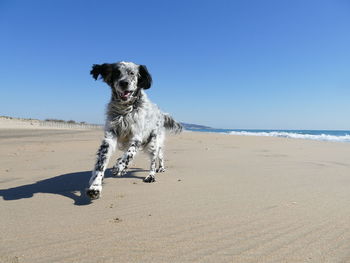 English setter dog running towards camera on a beach under a blue sky with copy space 