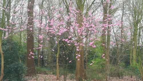 Pink cherry blossom trees in forest