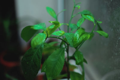 Close-up of potted plant against wall