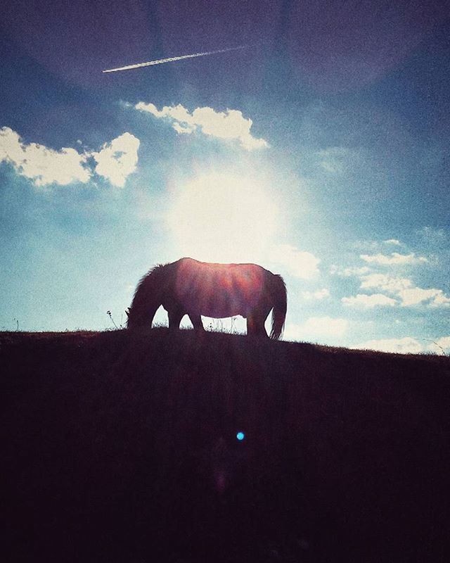 animal themes, horse, sky, mammal, domestic animals, silhouette, one animal, low angle view, livestock, cloud - sky, cloud, herbivorous, sunlight, standing, working animal, side view, field, nature, outdoors, landscape