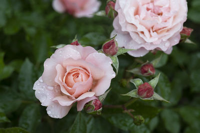 Close-up of pink rose