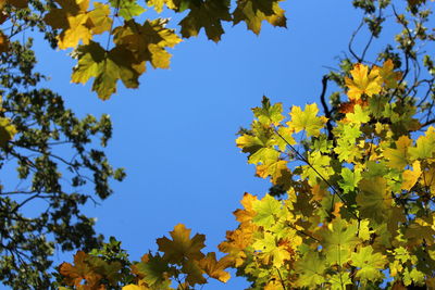 Low angle view of maple tree against blue sky