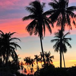 Silhouette palm trees at beach during sunset