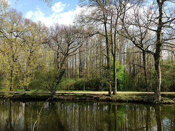 Scenic view of lake in forest