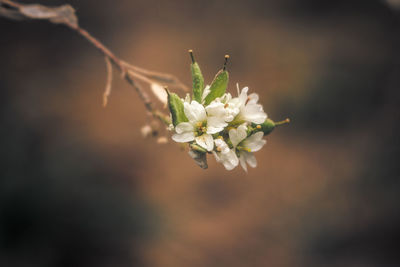 Close-up of white cherry blossoms in spring