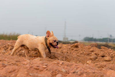 Dog walking on dirt road against sky