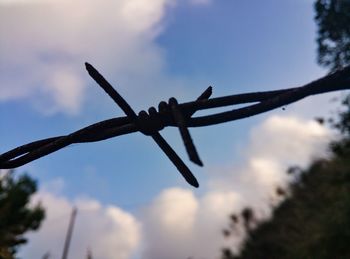 Close-up of barbed wire