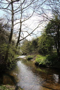 River flowing amidst trees in forest