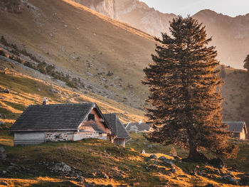 Houses in forest