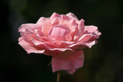 Close-up of pink rose