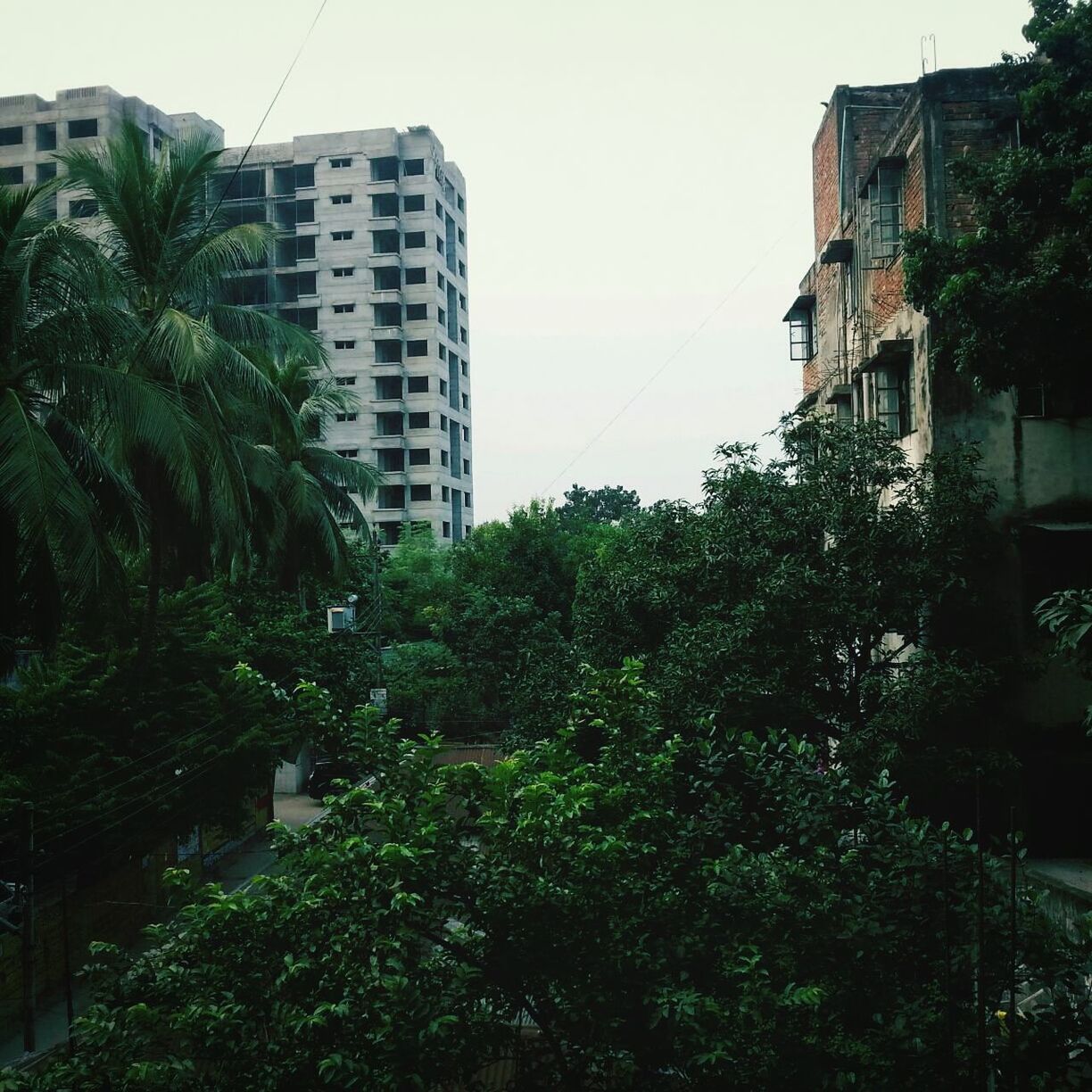 building exterior, architecture, built structure, tree, residential structure, building, low angle view, growth, residential building, city, house, green color, clear sky, plant, sky, outdoors, no people, day, window, sunlight