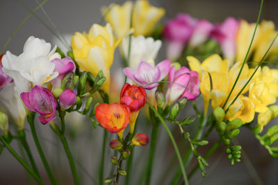 Bouquet of fresh freesia. for women and mother day. springtime concept.